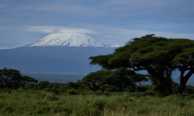  Amboseli - Büyük Beş Safari - Kilimanjaro Afrika çalı fili Loxodonta africana