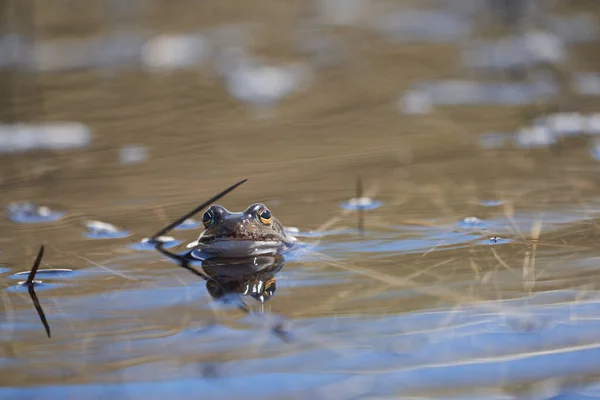 Su kurbağası Pelophylax ve Bufo Bufo dağ gölünde gözlerinde güzel bir yansımayla bahar çiftleşmesi — Stok fotoğraf