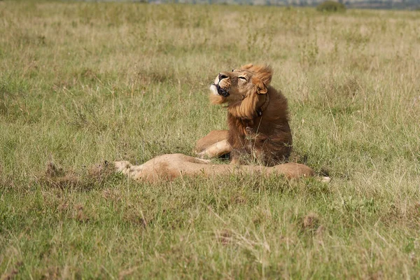 Leão e Leoa Quênia Safari Savanna Mating — Fotografia de Stock