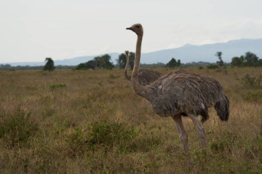 Afrika devekuşu deve kuşu Kenya Savana