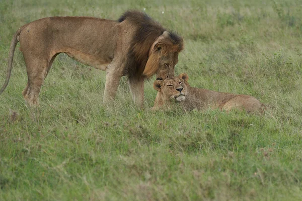 León y Leona Kenia Safari Savanna Mating — Foto de Stock