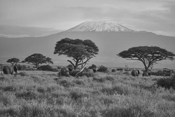 Słoń Grupa Amboseli - Big Five Safari -Kilimandżaro afrykański krzak słoń Loxodonta africana — Zdjęcie stockowe