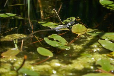Natrix Gölü 'nde Gras Yılanı Portresi