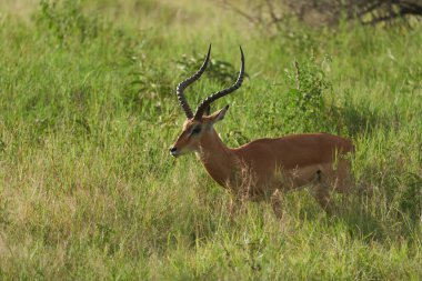 Impala Grubu İmpalas Antilop Afrika 'nın Portresi Safari