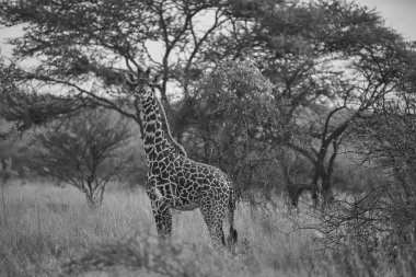 Zürafa Afrika Zürafa Safari Büyük Beş Afrika