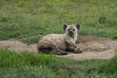 Hyaena 'yı gördüm Gülen sırtlanlar timsah timsahı Safari Afrika