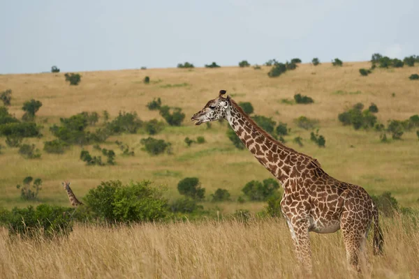 Girafe Afrique Giraffa Safari Big Five Afrique — Photo