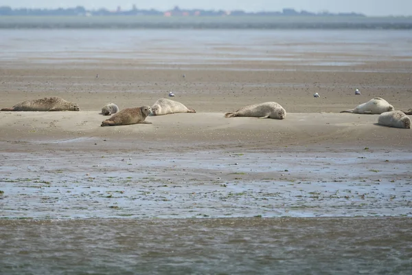 harbor or harbour seal Phoca vitulina also common seal and true seal grey seal sand group