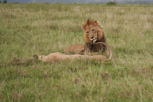 Leeuw en leeuwin Kenia Safari Savanne Paring — Stockfoto