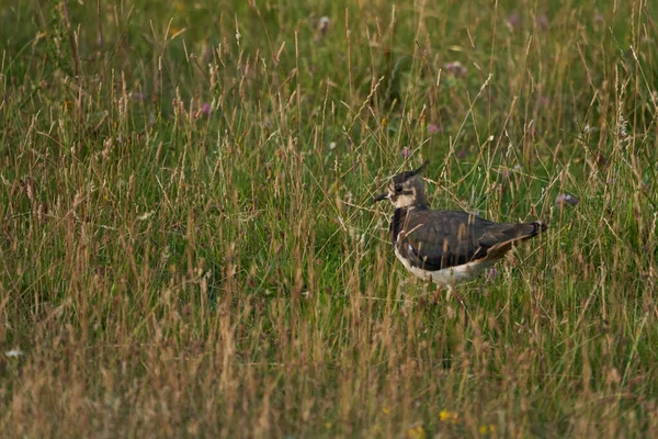 Northern lapwing Vanellus vanellus also known as peewit or pewit tuit or tew it green plover pyewipe or just lapwing — Stock Photo, Image