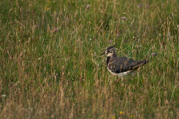 Noordelijke kievit Vanellus vanellus, ook bekend als kievit of kievit of tew it groene plevier pyewipe of gewoon kievit — Stockfoto