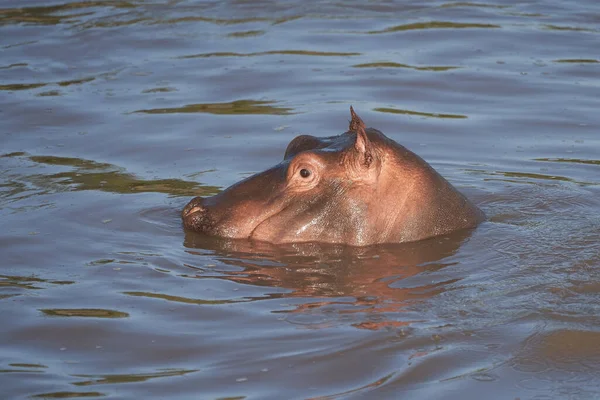 Hippo Hippopotamus kétéltű Afrika Safari Portré Víz — Stock Fotó
