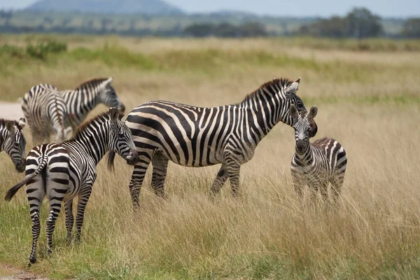 Planícies zebra Equus quagga- Big Five Safari Preto e branco Stripped — Fotografia de Stock