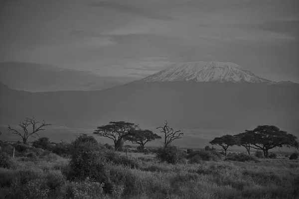 Słoń Grupa Amboseli - Big Five Safari -Kilimandżaro afrykański krzak słoń Loxodonta africana — Zdjęcie stockowe