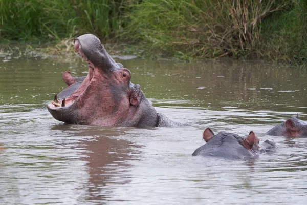 Hroch Hroch obojživelný Afrika Safari Portrét vody ven otevřený řev — Stock fotografie