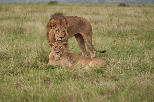 Leeuw en leeuwin Kenia Safari Savanne Paring — Stockfoto