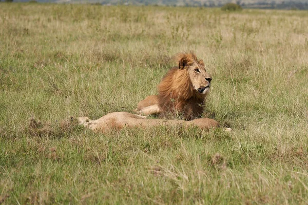 Lion and Lioness Kenya Safari Savanna Mating — Stock Photo, Image