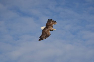 Beyaz kuyruklu Kartal Yılan Balığı Yakalayıcı Yılan Balığı Gölü Avlama
