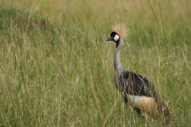 Gri Altın Taç Giyen Vinç Balearica regulorum Doğu Afrika armalı Doğu Afrika turnası Gruidae