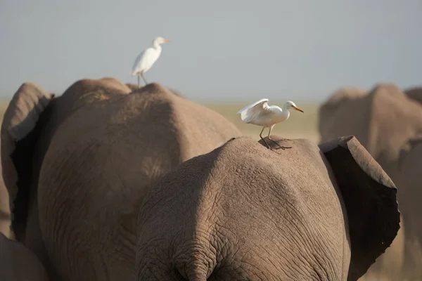 Elephant Group Amboseli - Grote Vijf Safari witte reiger Afrikaanse bush olifant Loxodonta africana — Stockfoto