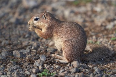 Çizgisiz sincap Xerus Rutilus Amboseli Ulusal Parkı - Afrika Oturan Yemek