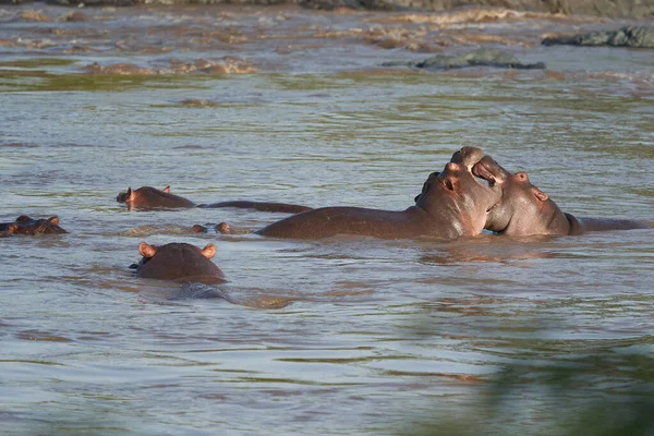 Hippo Hippopotamus África anfibia Safari Retrato Agua —  Fotos de Stock