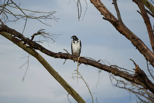 Augur buzzard Couple Buteo augurarge African bird of prey with catch eastern green mamba Dendroaspis angusticeps highly venomous snake — Stock Photo, Image