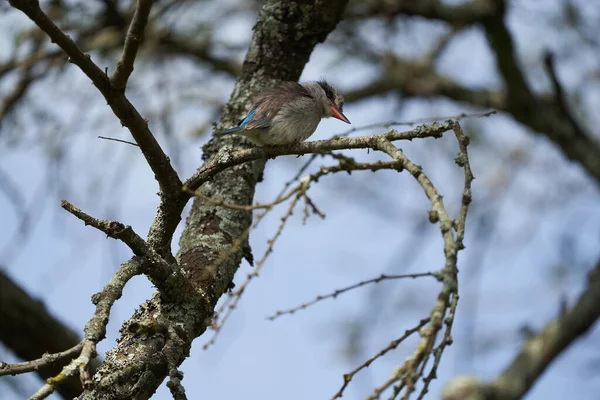 Gestreepte ijsvogel Halcyon chelicuti Portret Schattig op een boom — Stockfoto