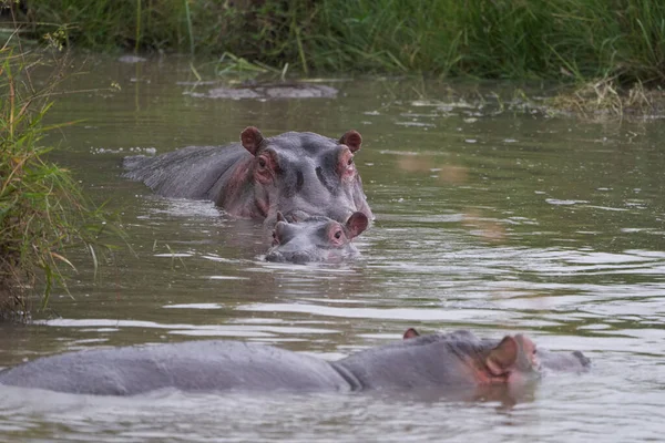 Hroch Hroch obojživelný Afrika Safari Portrét vody ven otevřený řev — Stock fotografie