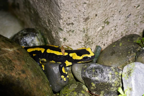 Salamandra de fuego Salamandra salamandra Retrato Noche Anfibio — Foto de Stock