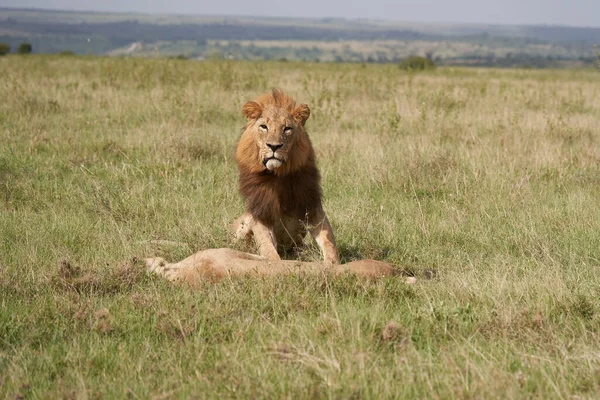 Leone e leonessa Kenya Safari Savanna Mating — Foto Stock