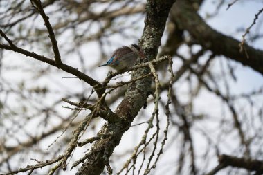 Çizgili balıkçı Halcyon Chelicuti Ağaçtaki Şirin