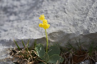 Primula auricula dağ ineği kulağı Primulaceae Macro taşır.