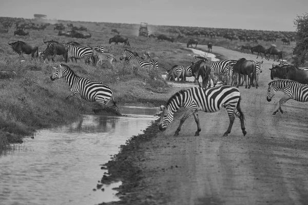 Grote migratie Serengeti Gnu Wildebeest Zebra Connochaetes taurinus — Stockfoto