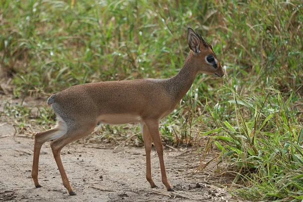 Roztomilý Dik Dik Afrika Safari Gras Wild — Stock fotografie