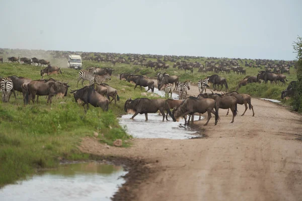 Grande migração Serengeti Gnu Wildebeest Zebra Connochaetes taurinus — Fotografia de Stock