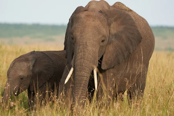 大象宝宝安博塞利- -非洲五大萨法利- -宝宝非洲灌木象 — 图库照片