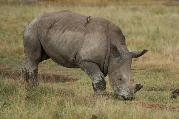 Rinoceronte - Rinoceronte com Rinoceronte-branco-pássaro Rinoceronte-de-lábios-quadrados Ceratotherium simum — Fotografia de Stock