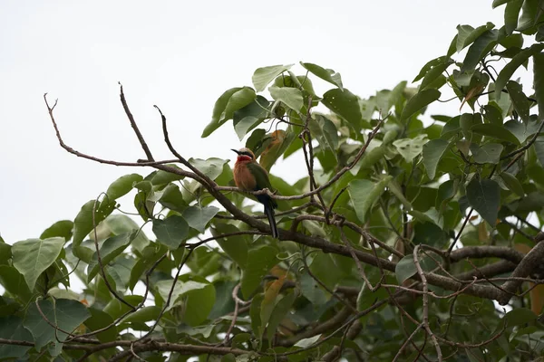 Comedor de abelhas de frente branca Merops bullockoides África Árvore — Fotografia de Stock