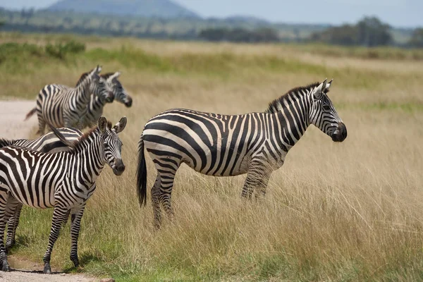 Plains zebra Equus quagga- Big Five Safari Zwart en wit gestript — Stockfoto