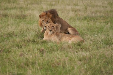 Aslan ve Dişi aslan Kenya Safari Çiftleşmesi