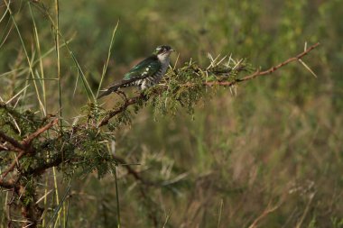 Ağaç dalına tünemiş küçük bir kuş