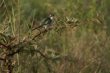 Ağaç dalına tünemiş küçük bir kuş