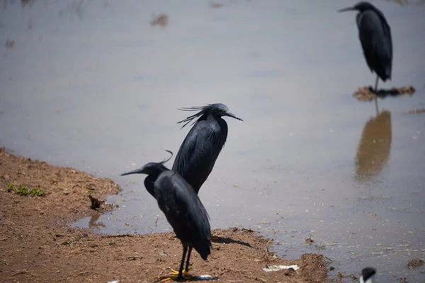 Černá volavka Egretta ardesiaca také známý jako černá volavka Lake Manyara africká volavka Zvyk používat svá křídla tvořit vrchlík při rybaření — Stock fotografie