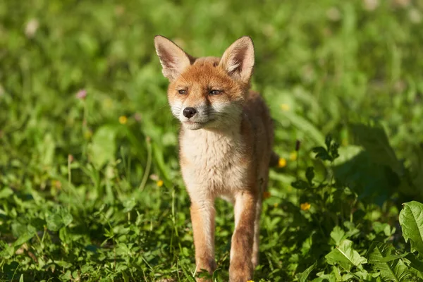 Kızıl Tilki Portresi Vulpes Vulpes Akşam Güneşi — Stok fotoğraf