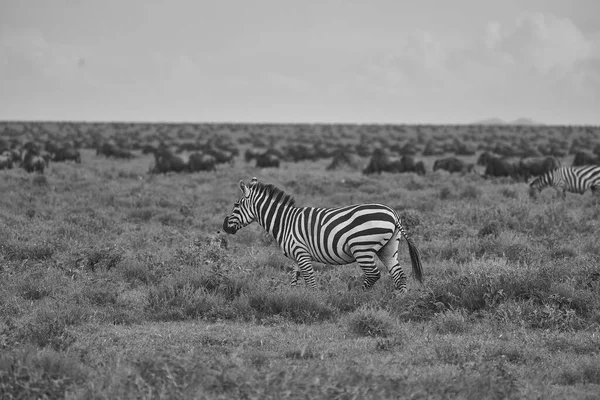 Grande migration Gnou du Serengeti gnous gnous zèbre commun taurinus — Photo