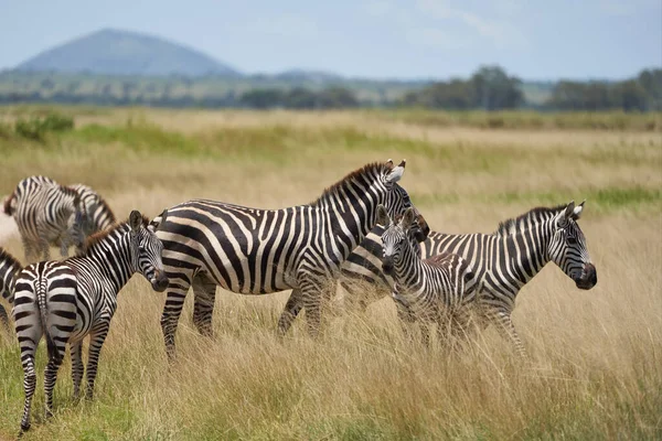 Равнинные зебры Equus quagga - Большая Пятерка Сафари Черно-белые Полосатые — стоковое фото