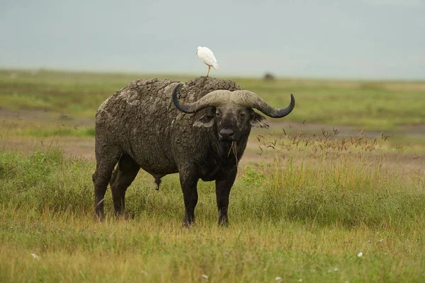 Africano Água búfalo Serengeti - Syncerus caffer Big Five Safari — Fotografia de Stock