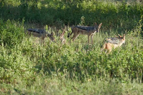 Golden Jackal Canis Aureus Safari Retrato Selvagem — Fotografia de Stock