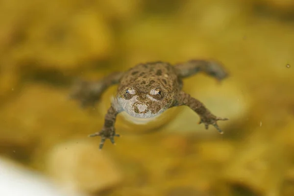 Geelbuikpad Bombina Variegata Portret Gouden Ogen met Zwart Hart — Stockfoto